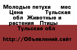 Молодые петухи 3.5 мес. › Цена ­ 1 500 - Тульская обл. Животные и растения » Птицы   . Тульская обл.